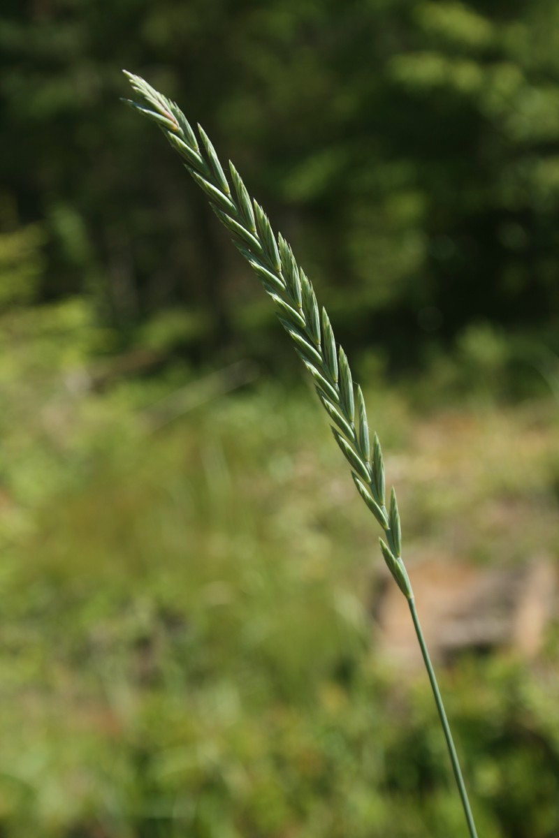 Svidrė, gausiažiedė