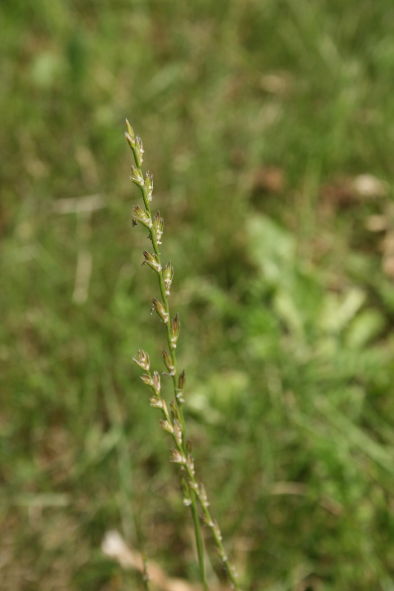 Svidrė, daugiametė