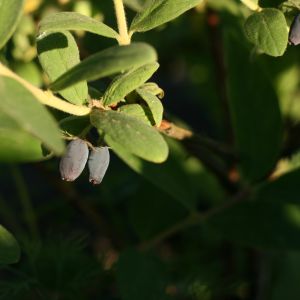 Sausmedis, valgomasis