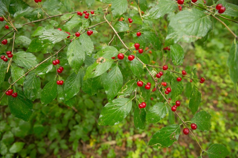 Sausmedis, paprastasis