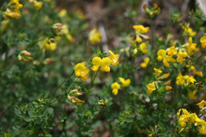 Garždenis, paprastasis