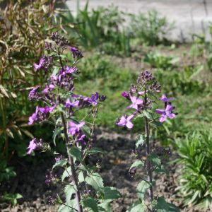 Blizgė, darželinė