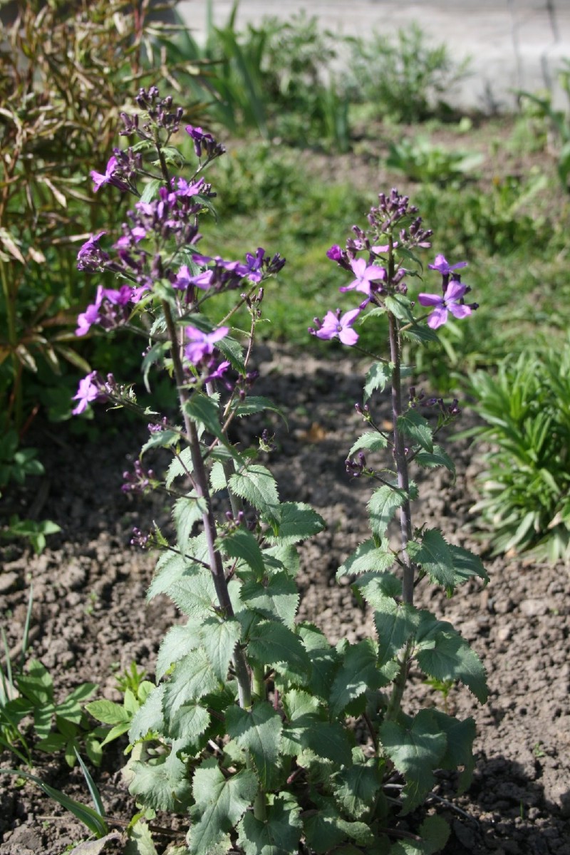 Blizgė, darželinė