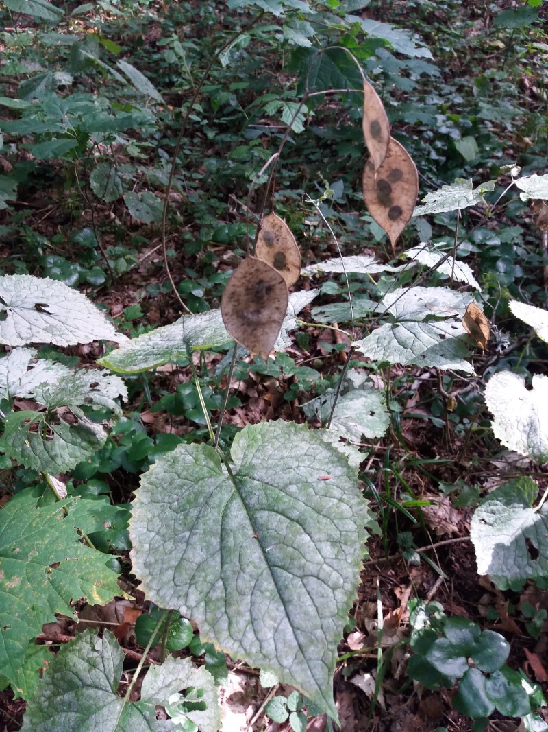 Blizgė, daugiametė