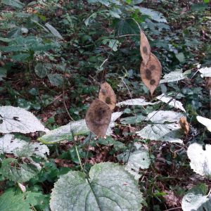 Blizgė, daugiametė