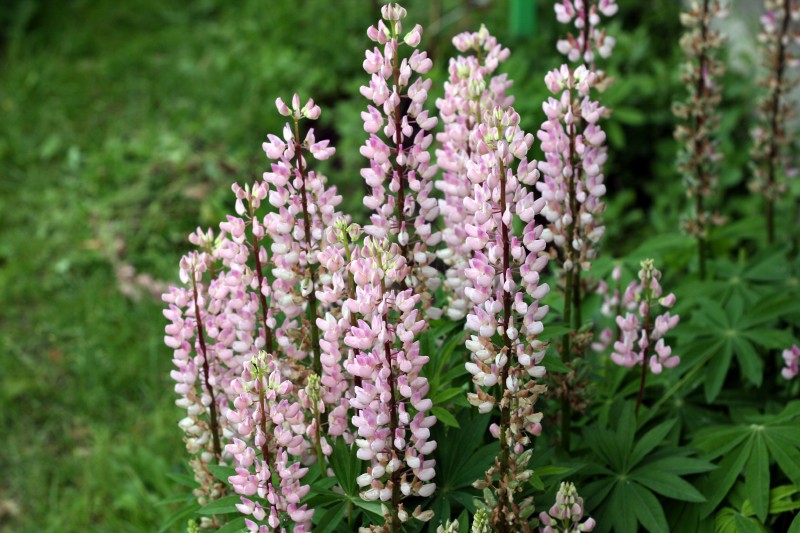 Lubinas, gausialapis