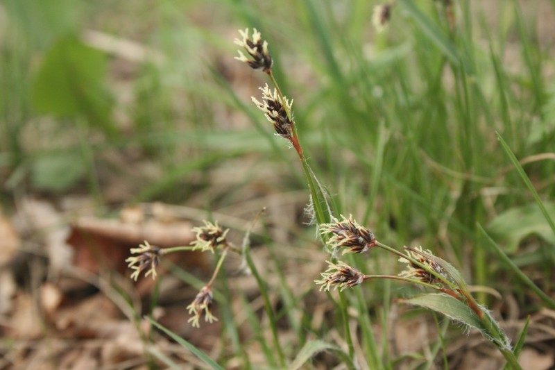Kiškiagrikis, ganyklinis