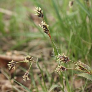 Kiškiagrikis, ganyklinis