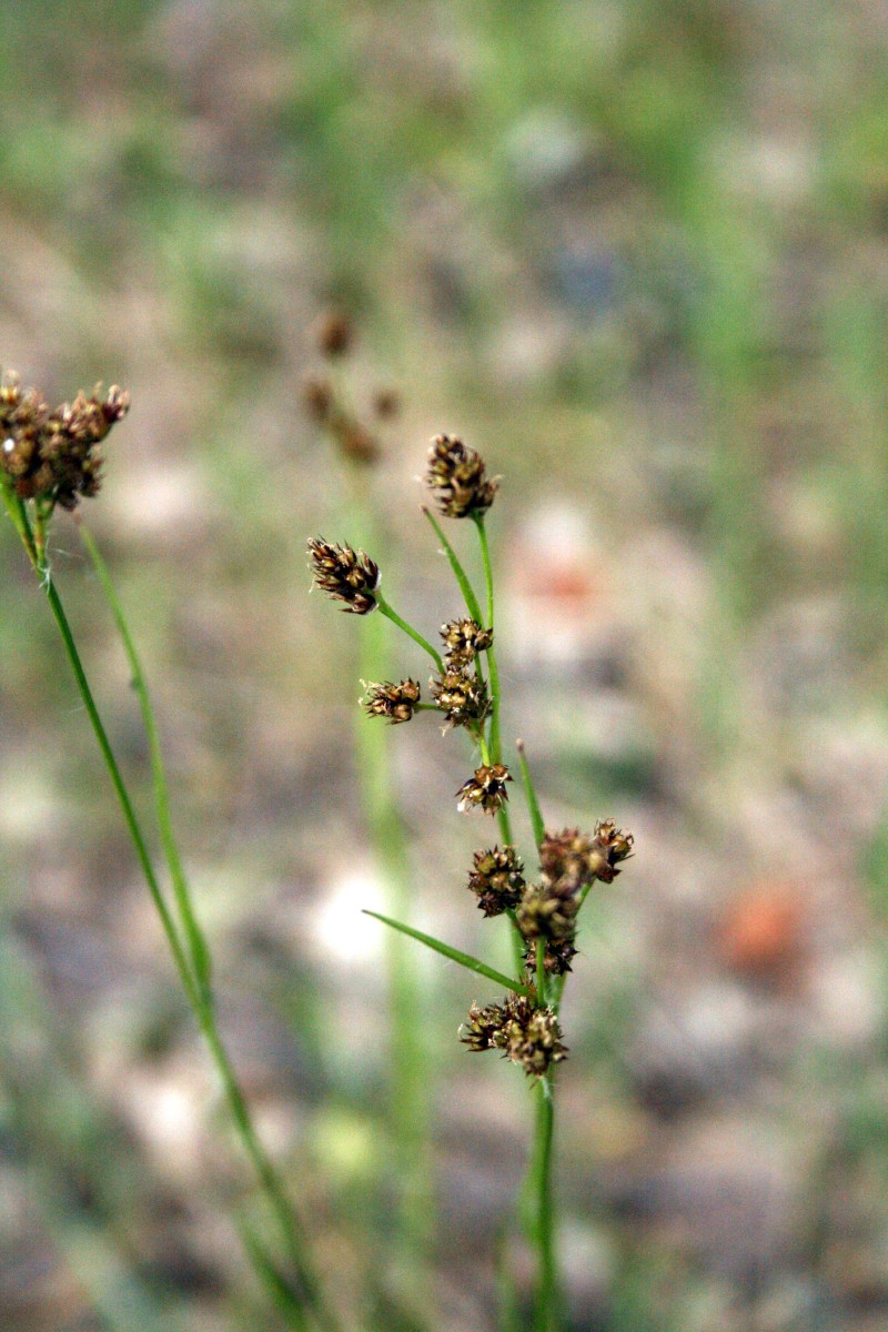 Kiškiagrikis, daugiažiedis