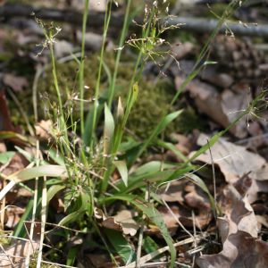 Kiškiagrikis, plaukuotasis