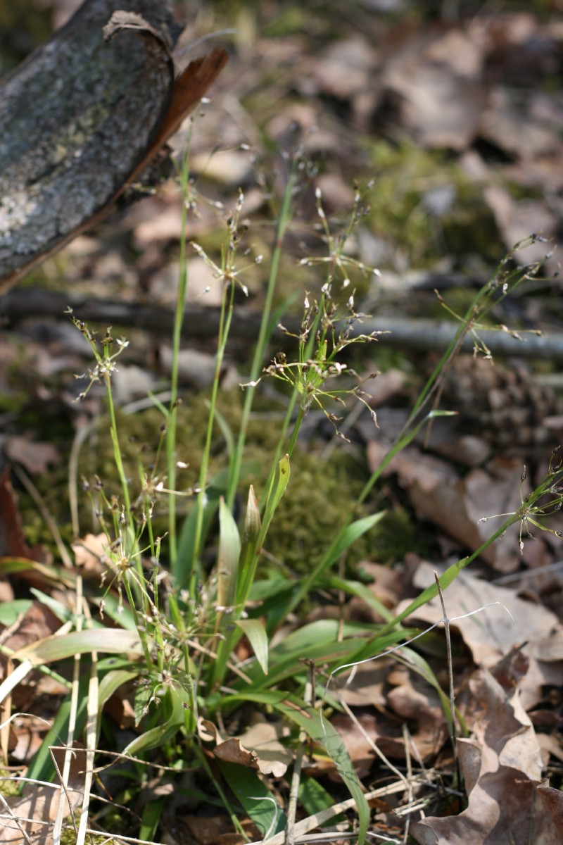 Kiškiagrikis, plaukuotasis
