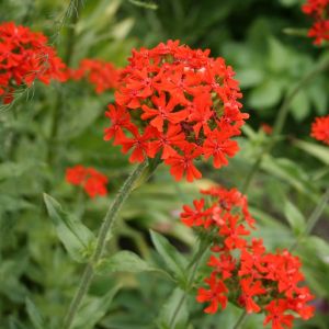 Gaisrena, goštautinė