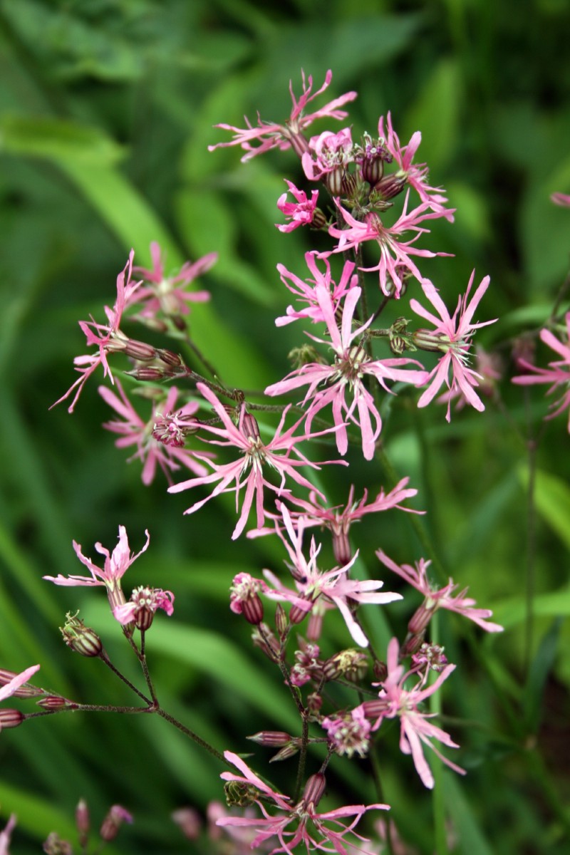Gaisrena, šilkažiedė
