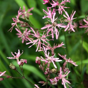 Gaisrena, šilkažiedė