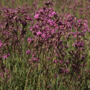 Smaliukė, paprastoji