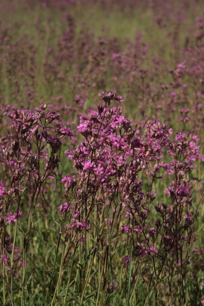 Smaliukė, paprastoji
