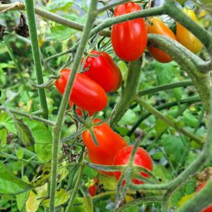 Pomidoras, valgomasis