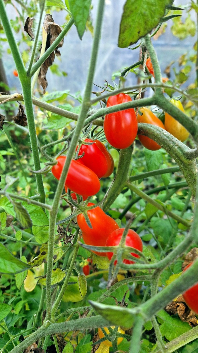 Pomidoras, valgomasis