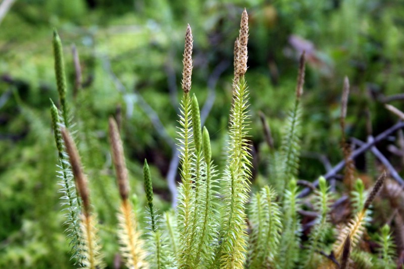 Pataisas, varinčius