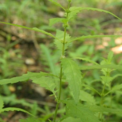 Paprastoji vilkakoje 2