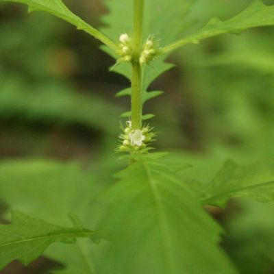 Paprastoji vilkakoje zydi