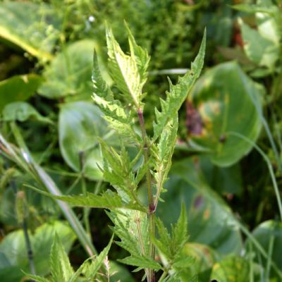 Paprastoji vilkakoje