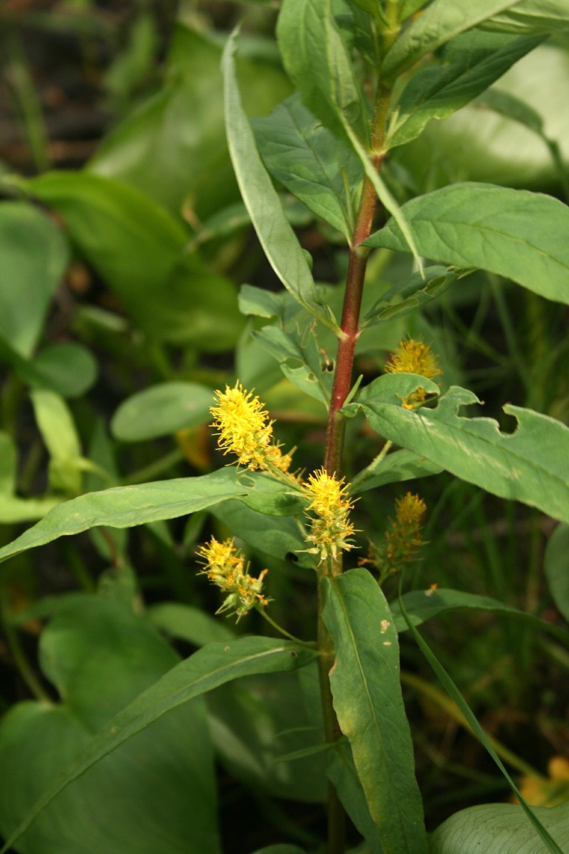 Poraistė, puokštinė