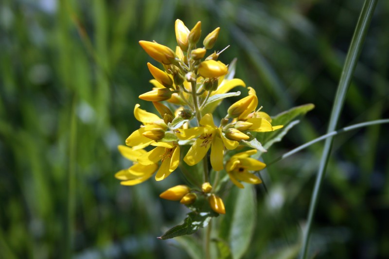 Šilingė, paprastoji