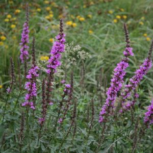 Raudoklė, paprastoji