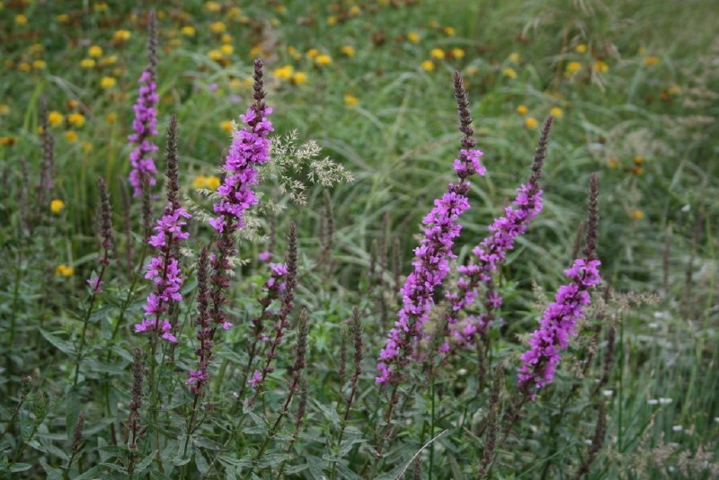 Raudoklė, paprastoji