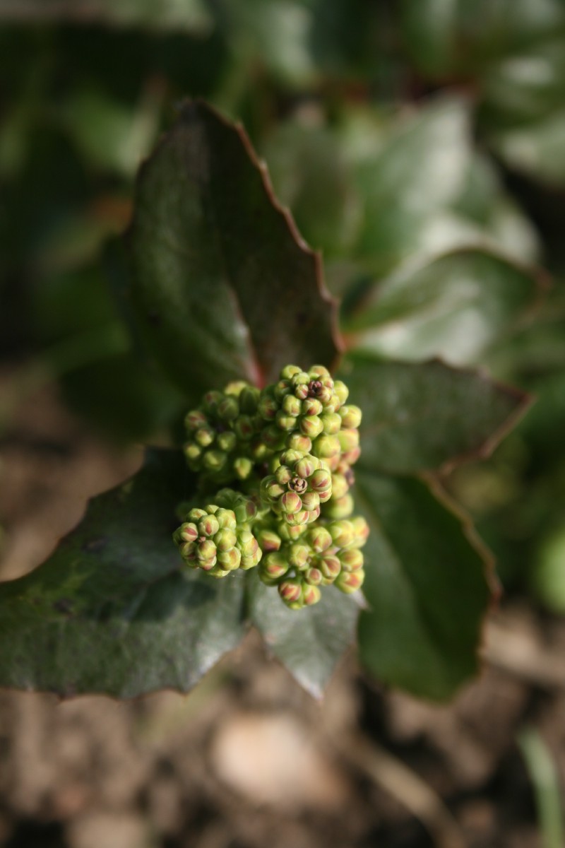 Mahonija, dyglialapė