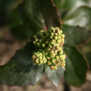 Mahonija, dyglialapė