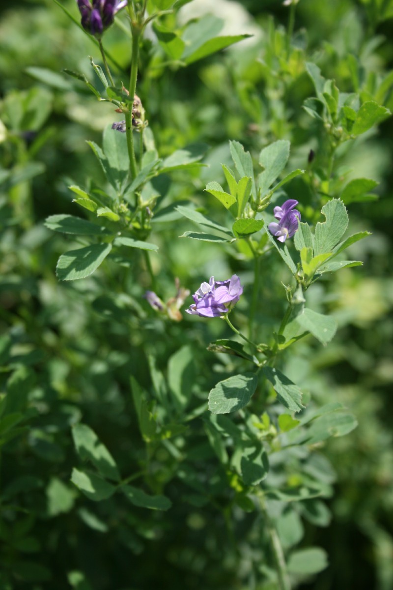 Liucerna, melynžiedė