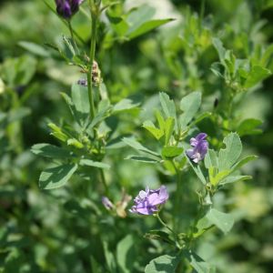 Liucerna, melynžiedė