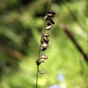 Striepsnė, nusvirusioji