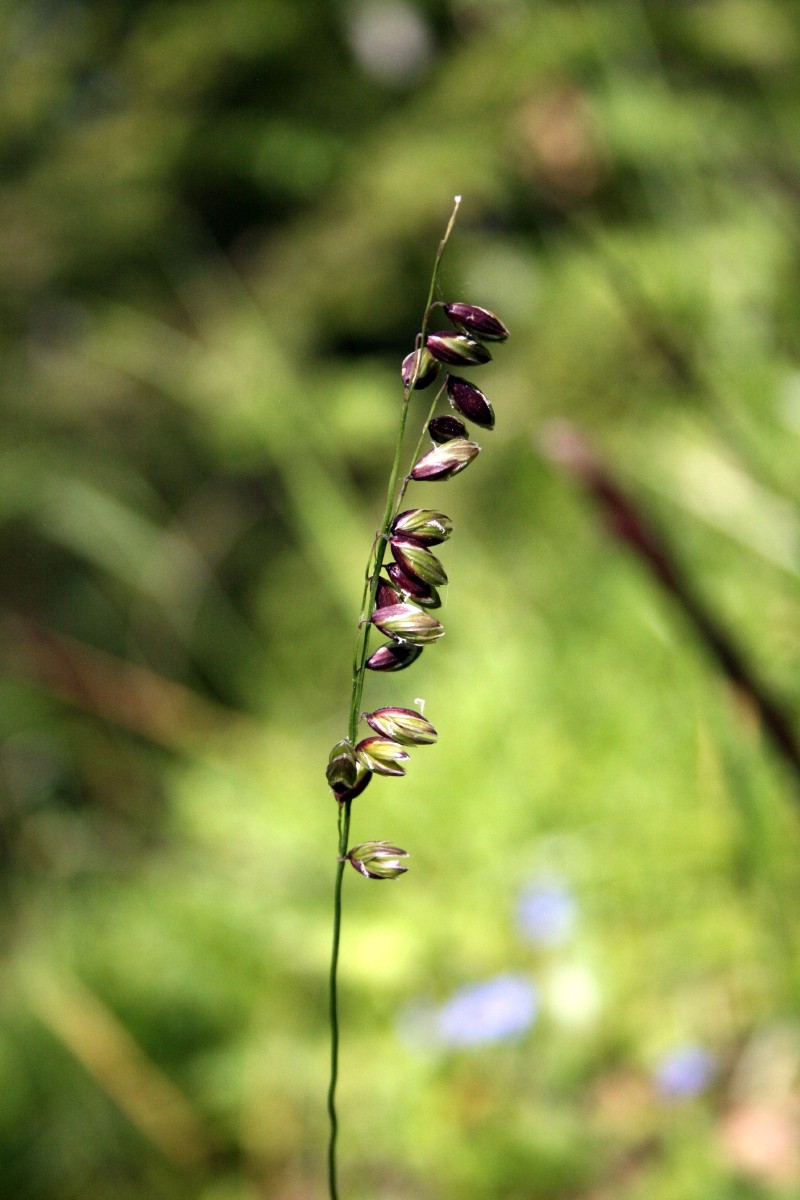Striepsnė, nusvirusioji