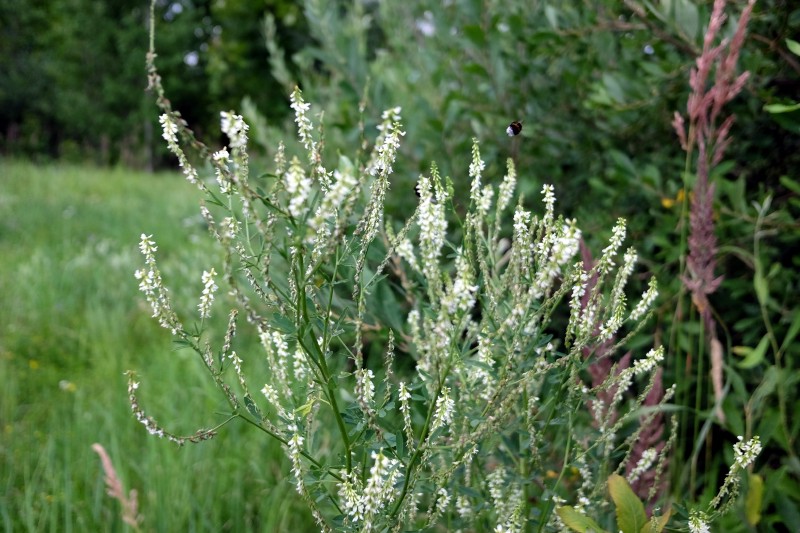 Barkūnas, baltažiedis