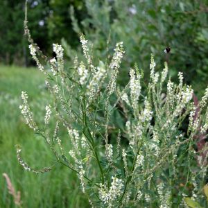 Barkūnas, baltažiedis