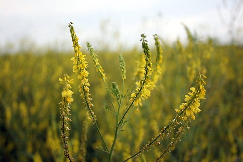 Barkūnas, geltonžiedis
