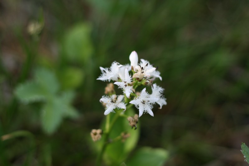 Puplaiškis, trilapis