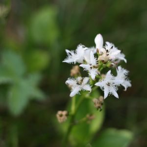 Puplaiškis, trilapis