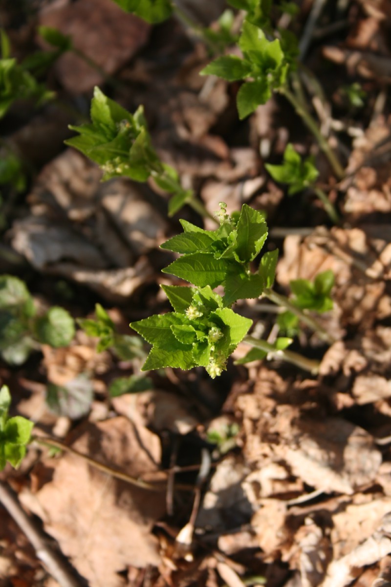 Laiškenis, daugiametis