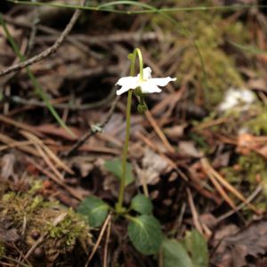 Žemoklė, vienažiedė