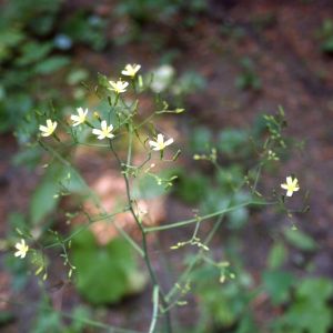 Zuiksalotė, miškinė