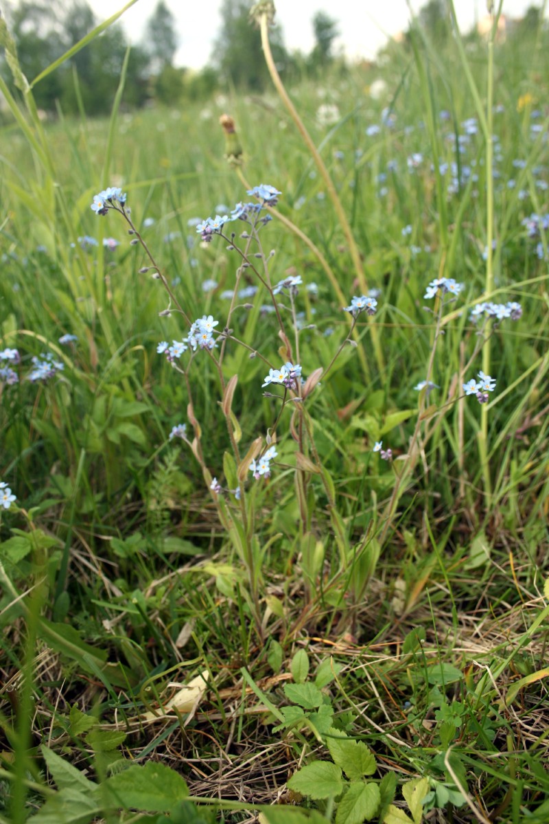 Neužmirštuolė, dirvinė