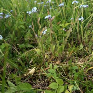 Neužmirštuolė, dirvinė