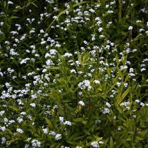 Neužmirštuolė, pelkinė