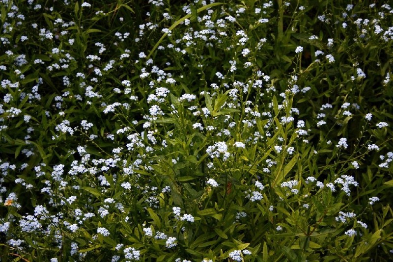 Neužmirštuolė, pelkinė