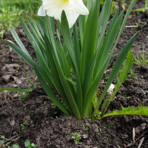 Narcizas, tariamasis