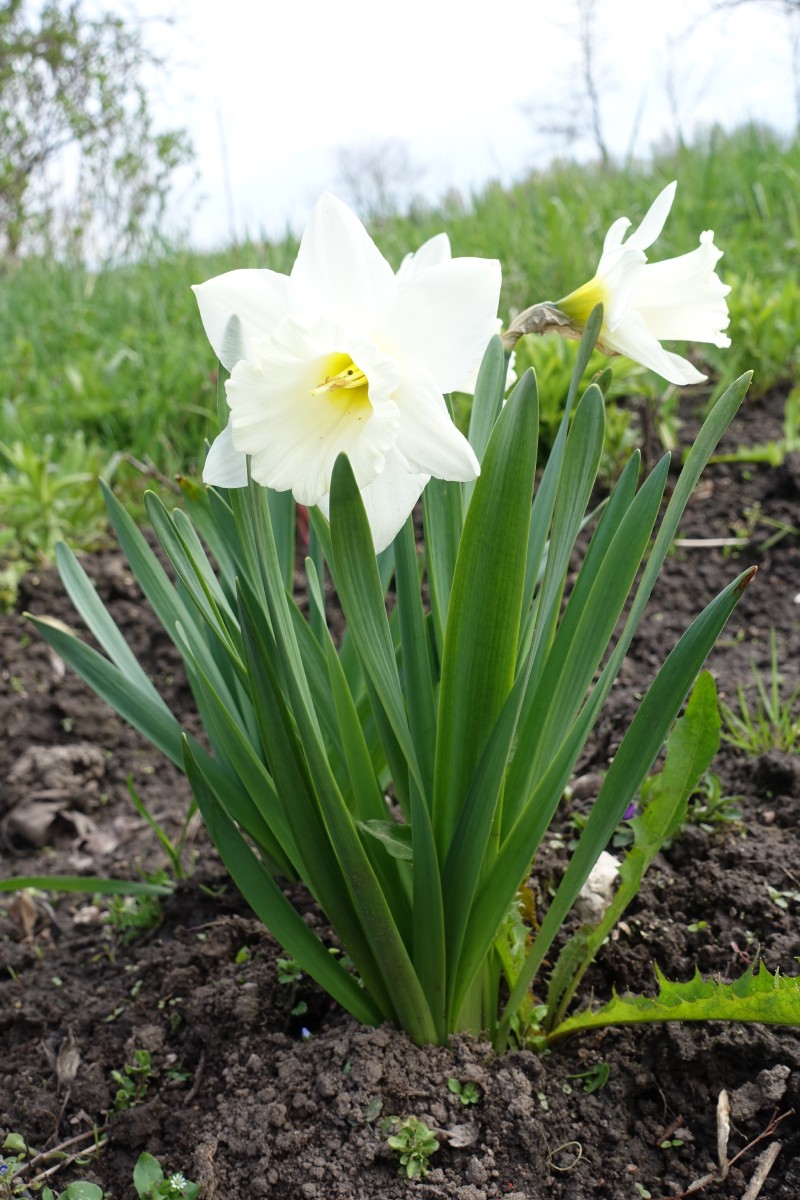 Narcizas, tariamasis